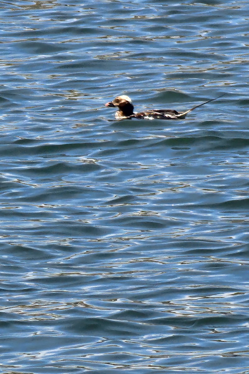 Long-tailed Duck - ML620359310