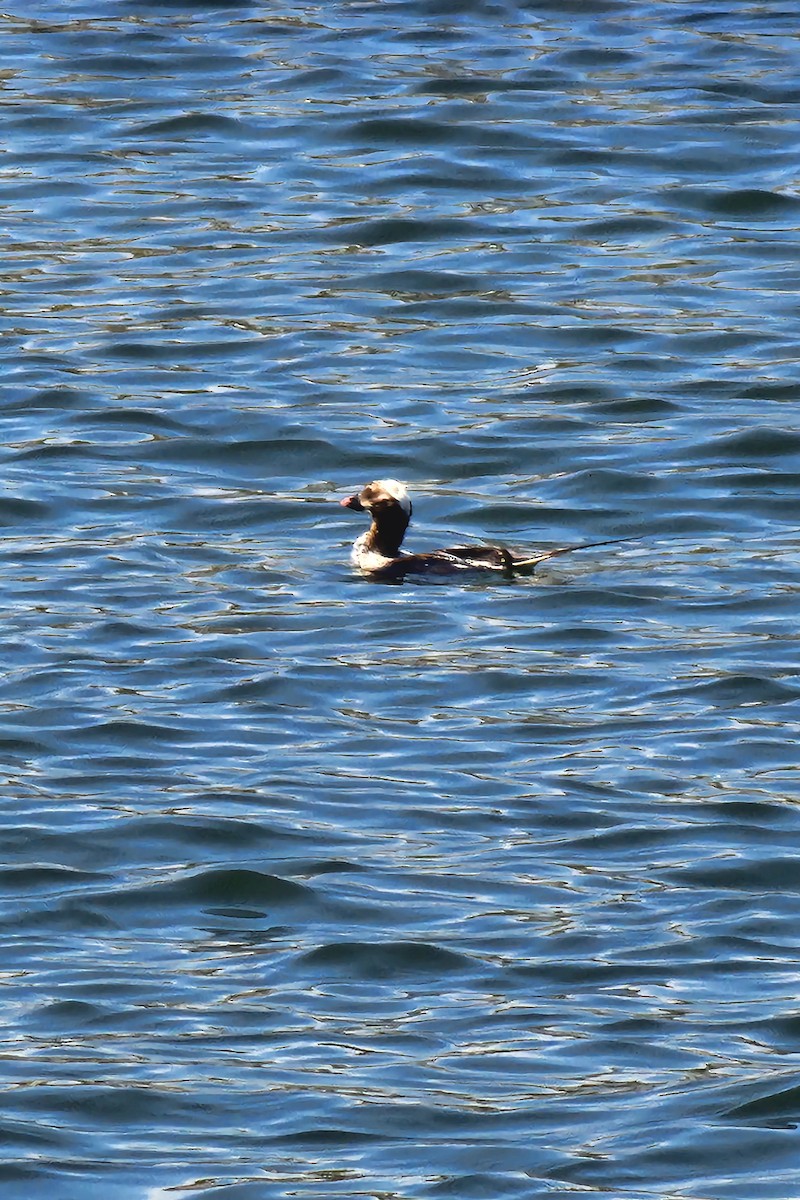 Long-tailed Duck - ML620359311