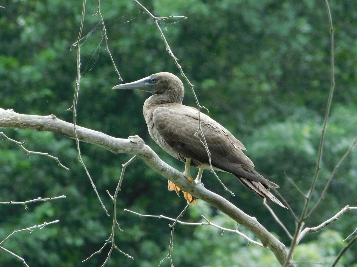 Brown Booby - ML620359312