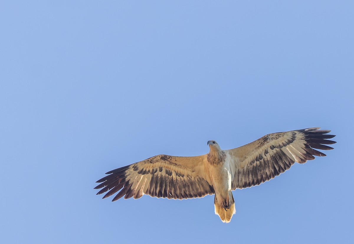 White-bellied Sea-Eagle - ML620359321