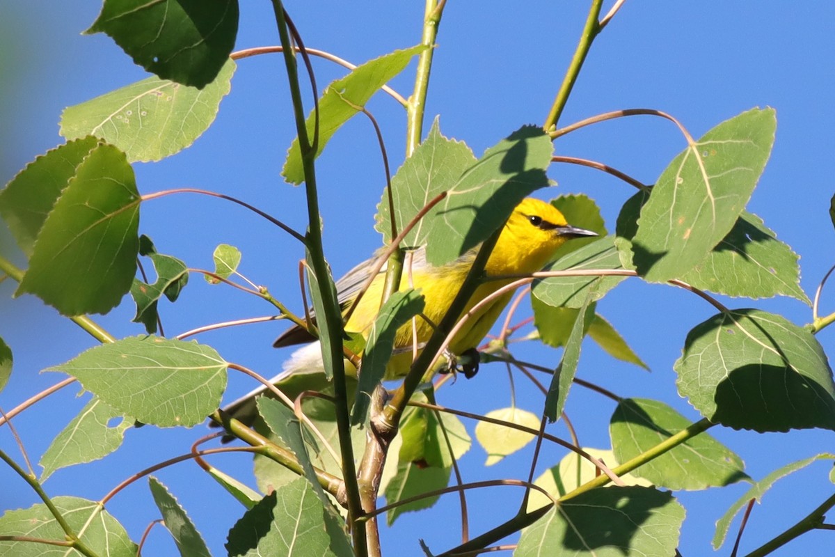 Blue-winged Warbler - ML620359346