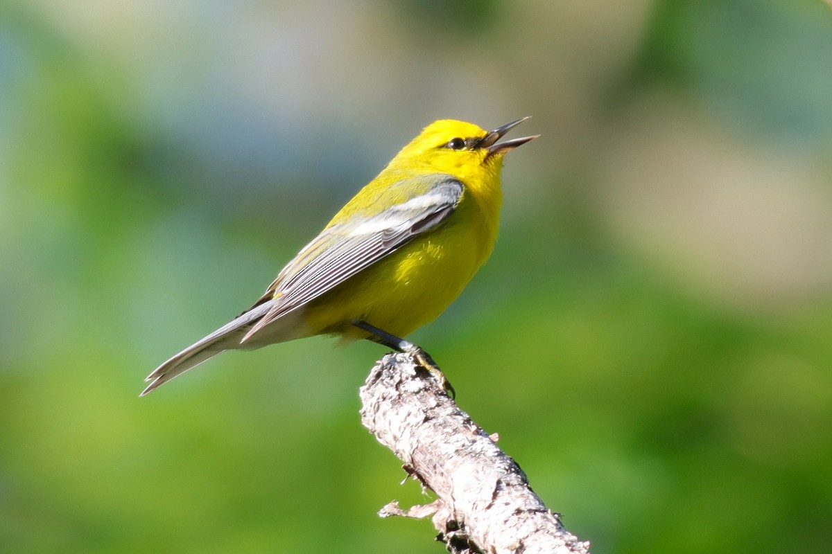 Blue-winged Warbler - ML620359347