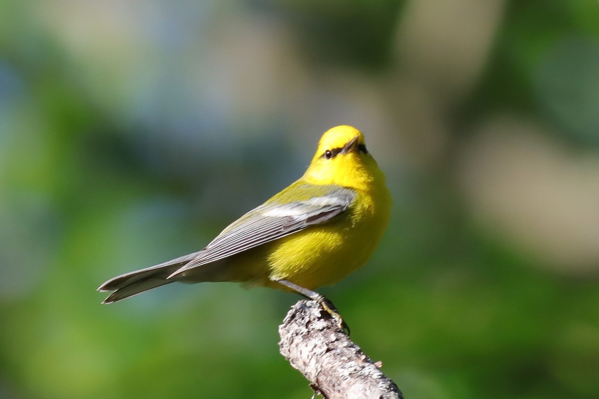 Blue-winged Warbler - ML620359349