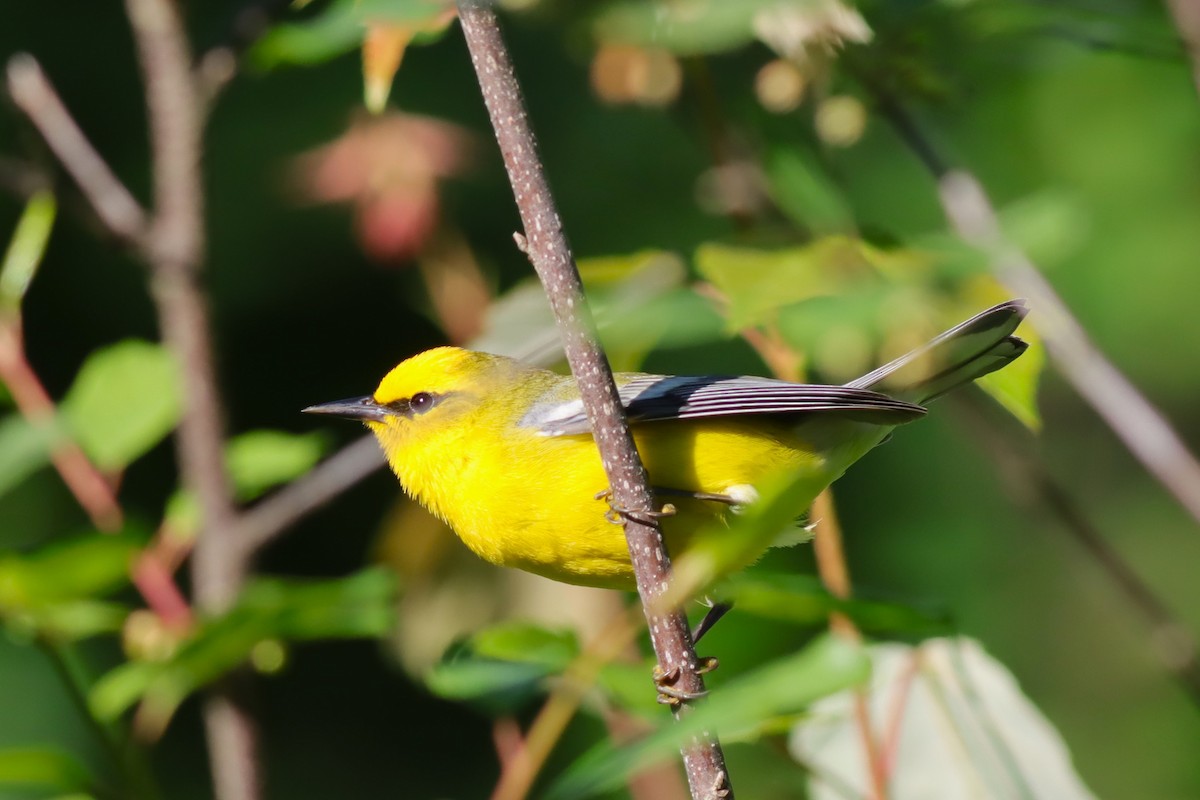 Blue-winged Warbler - ML620359351