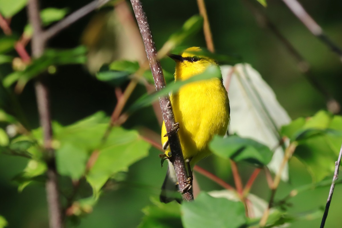 Blue-winged Warbler - ML620359352