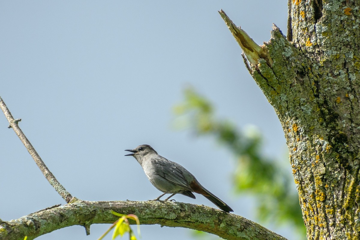 Gray Catbird - ML620359354