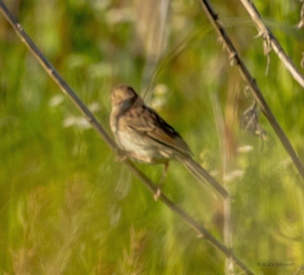 Henslow's Sparrow - ML620359363