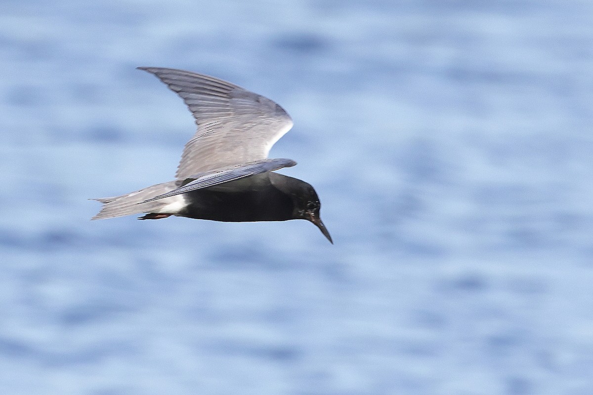 Black Tern - Allen Woodliffe