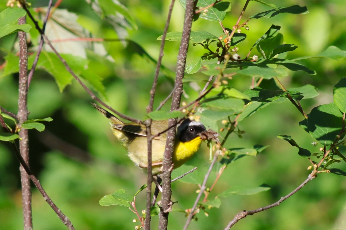 Common Yellowthroat - ML620359378