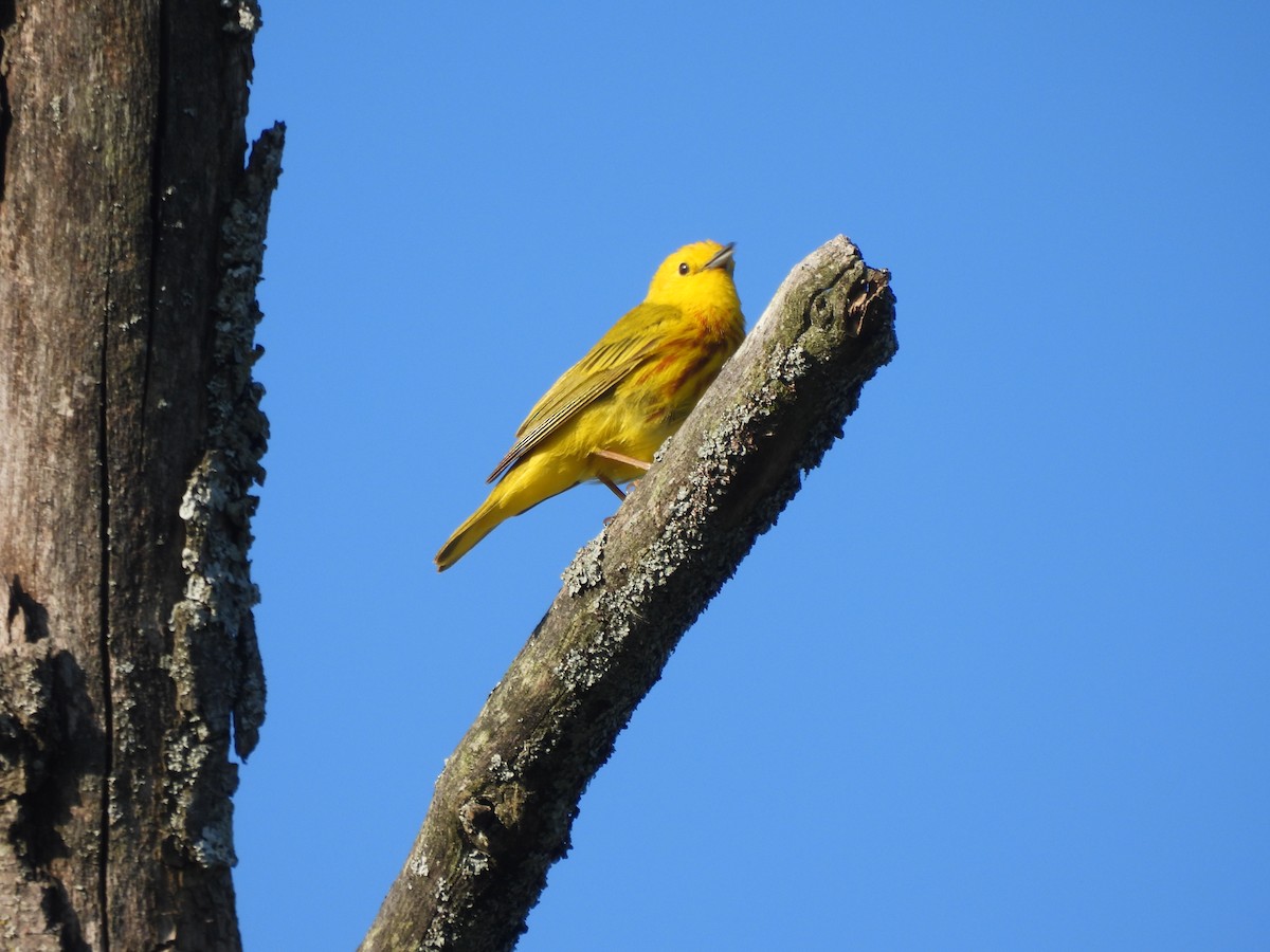 Yellow Warbler - ML620359405
