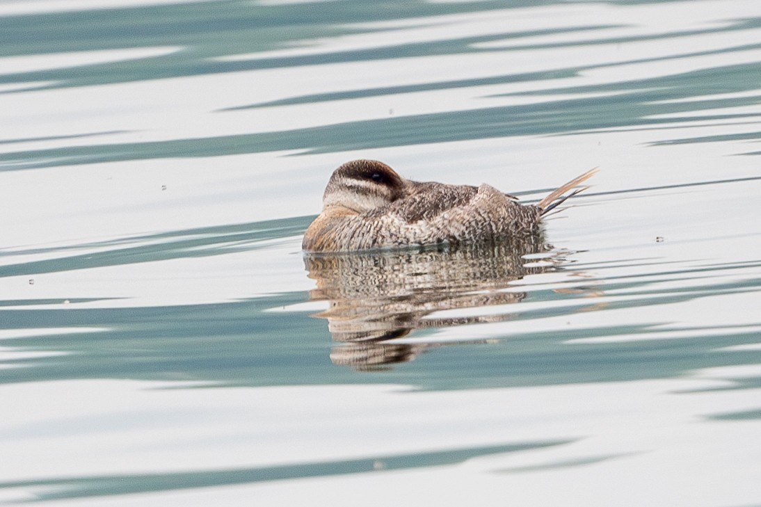 Ruddy Duck - ML620359428