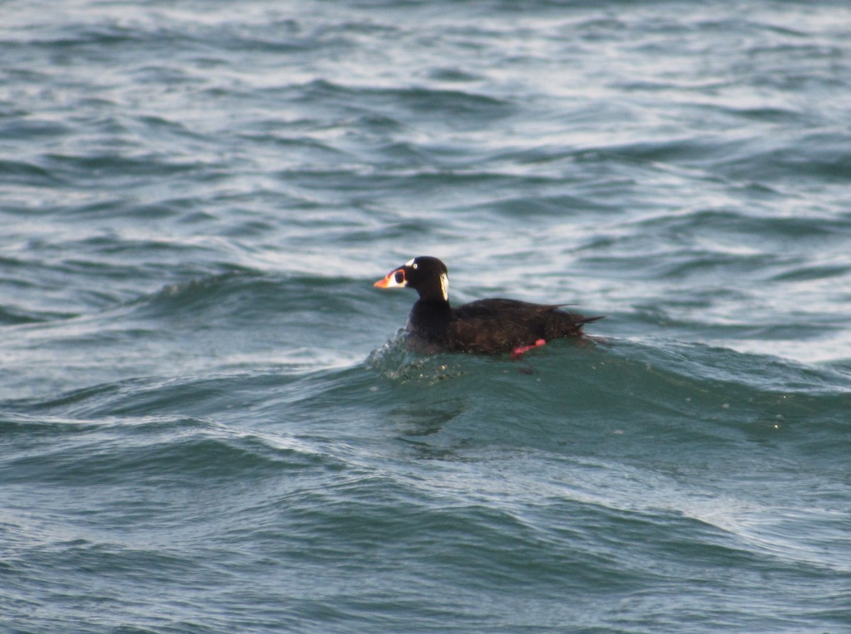 Surf Scoter - ML620359434