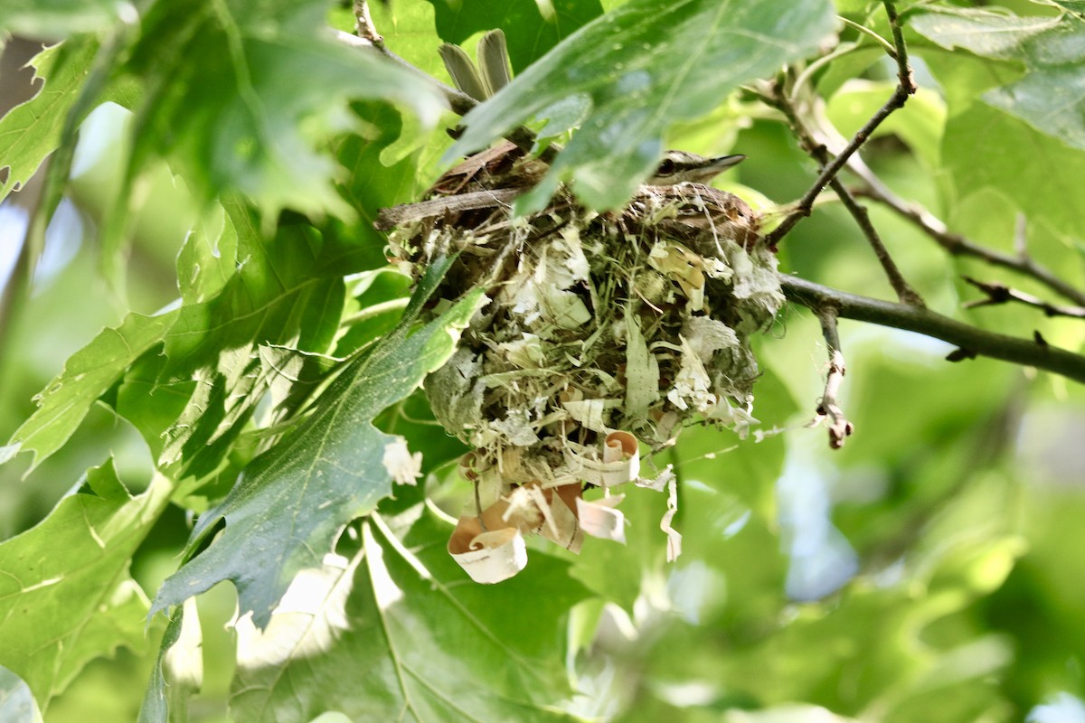 Red-eyed Vireo - ML620359437