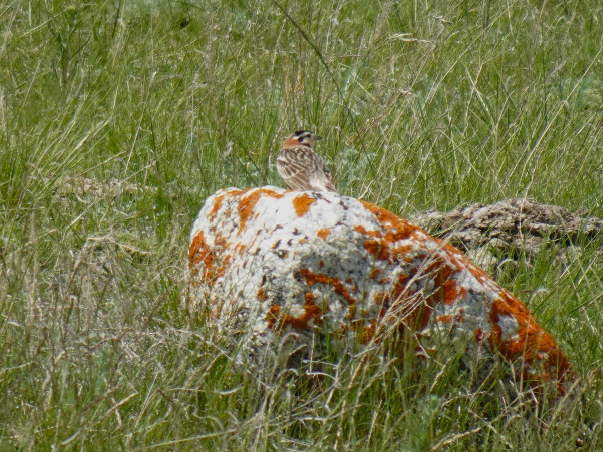 Chestnut-collared Longspur - ML620359460