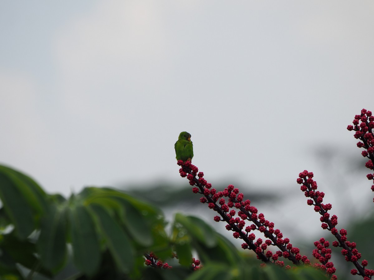 Blue-crowned Hanging-Parrot - ML620359462
