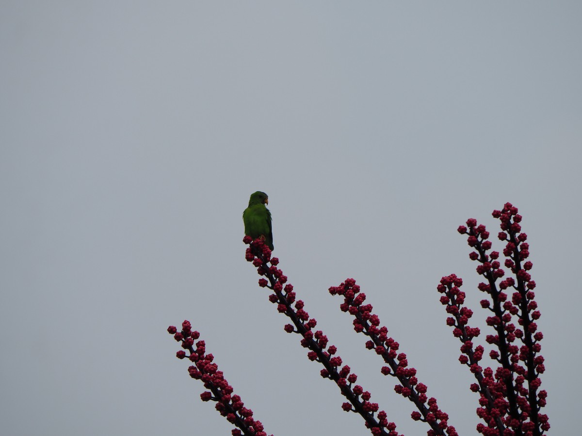 Blue-crowned Hanging-Parrot - ML620359464