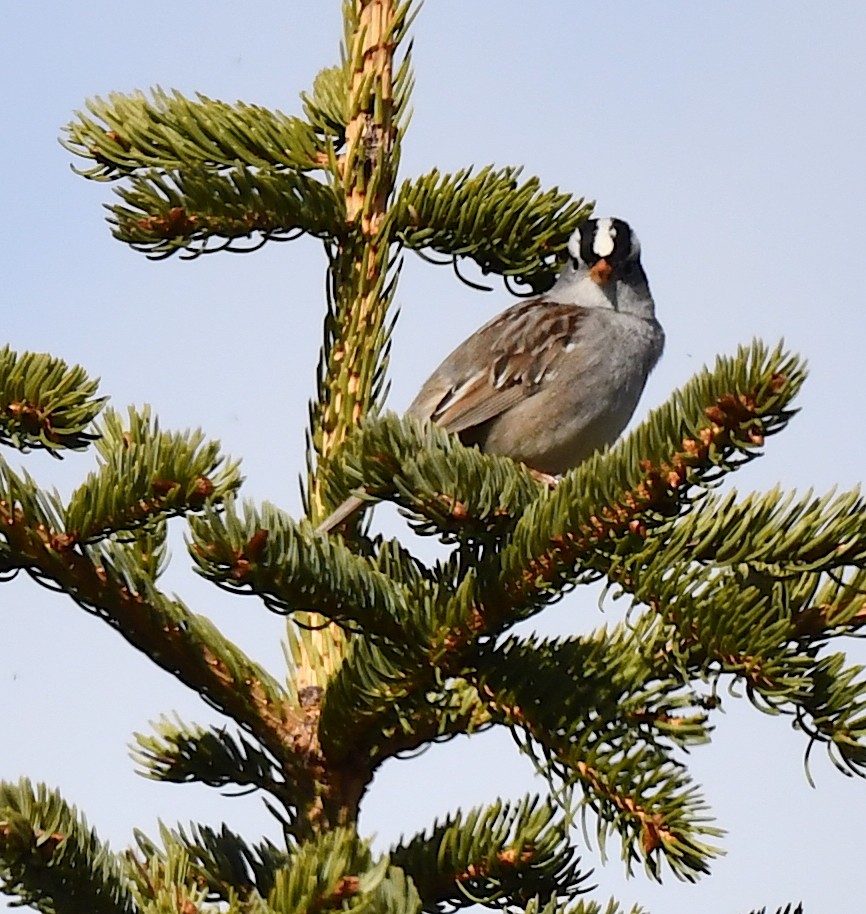 White-crowned Sparrow - ML620359470