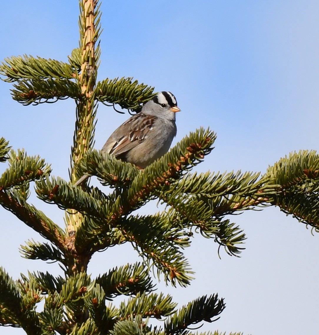 White-crowned Sparrow - ML620359471