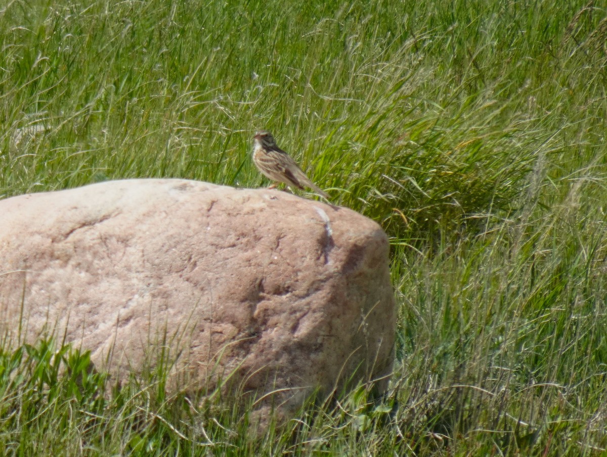 Vesper Sparrow - ML620359472