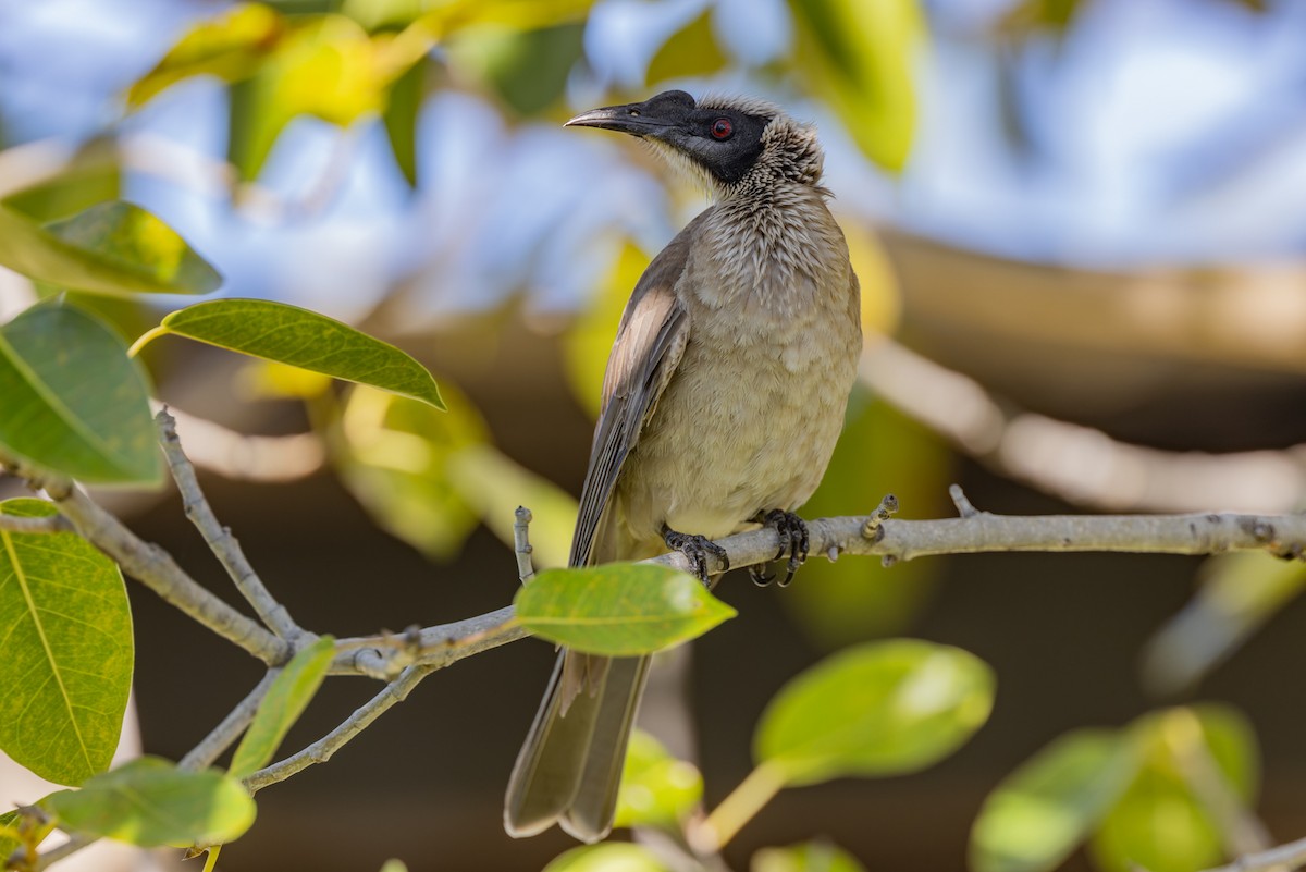 Silver-crowned Friarbird - ML620359473