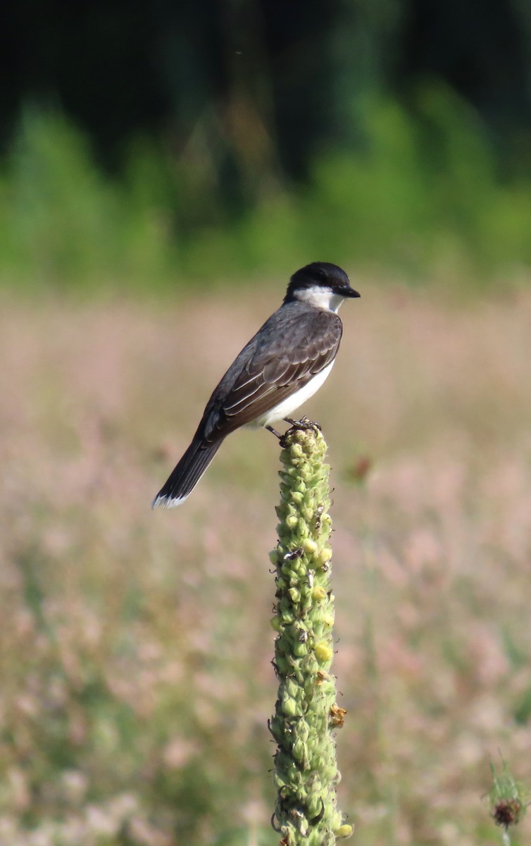 Eastern Kingbird - ML620359491