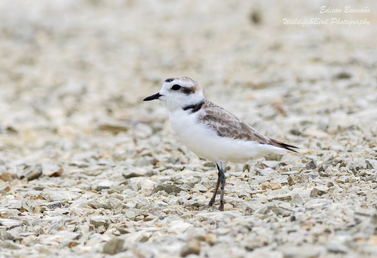 Snowy Plover - ML620359495