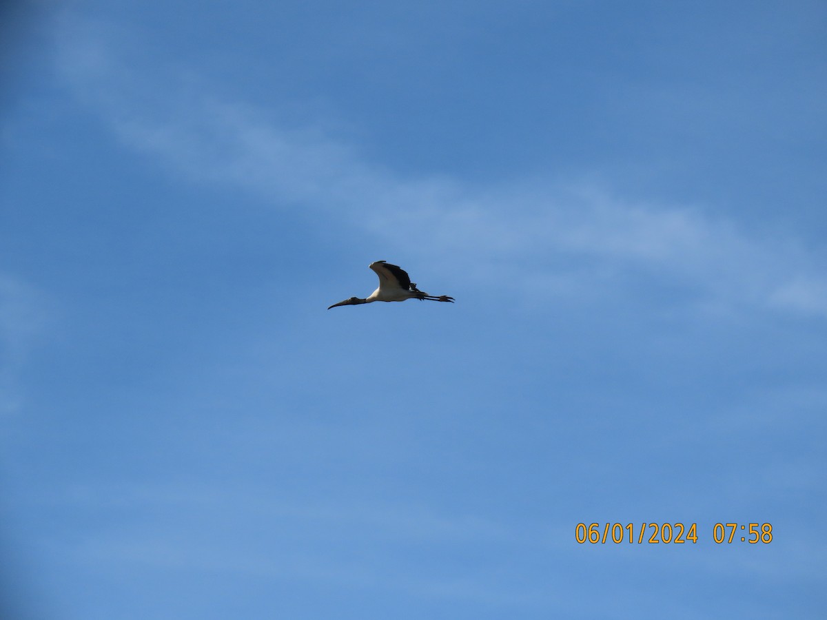 Wood Stork - ML620359498