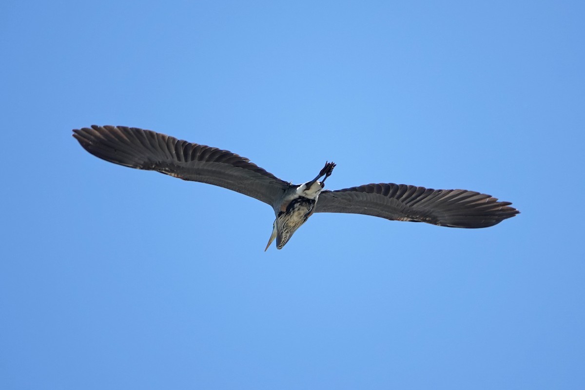 Great Blue Heron - ML620359501