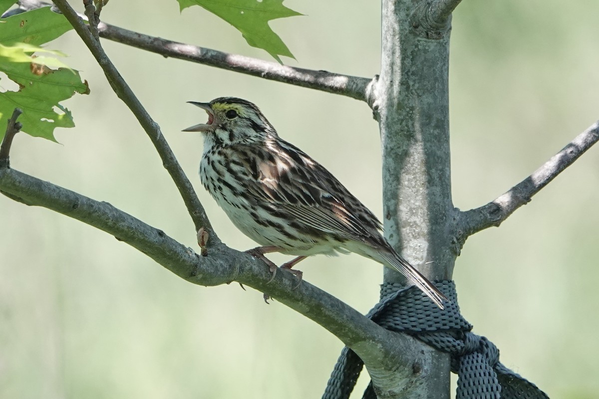 Savannah Sparrow - mc coburn