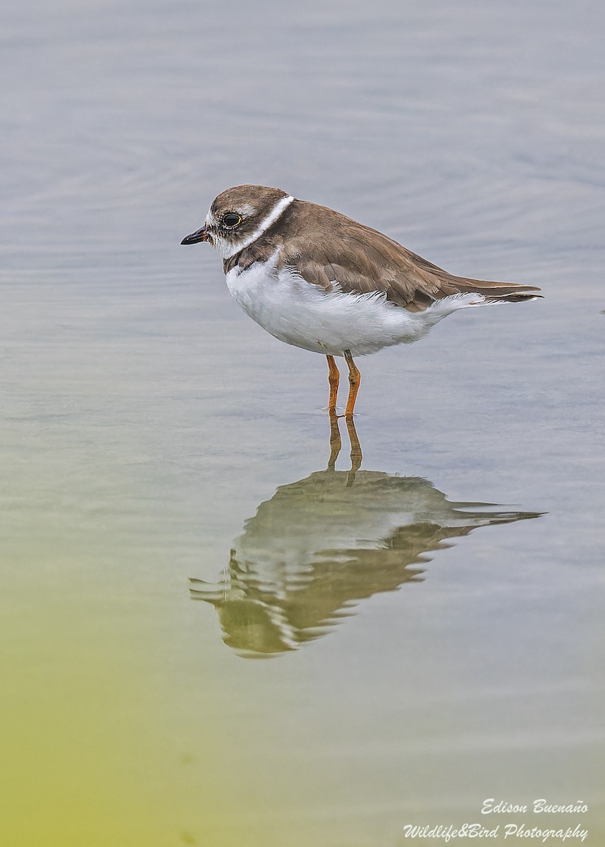 Semipalmated Plover - ML620359514