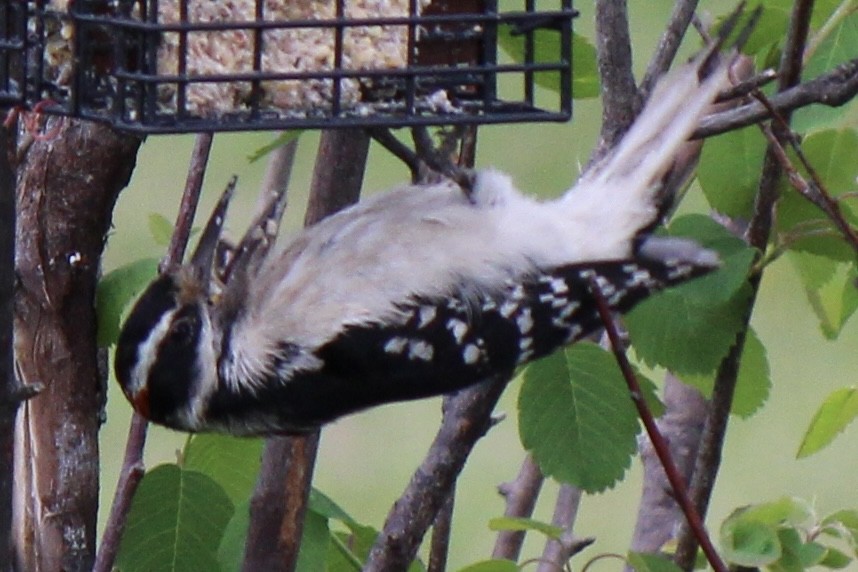 Hairy Woodpecker - ML620359523