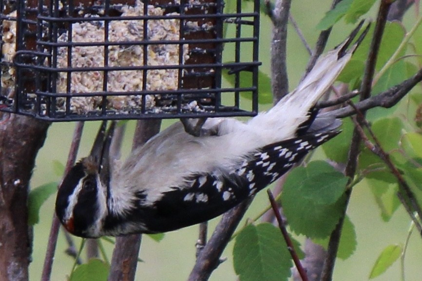Hairy Woodpecker - ML620359524