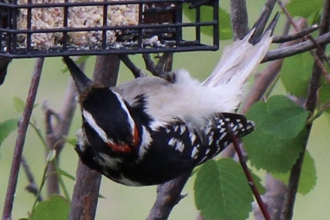 Hairy Woodpecker - ML620359525