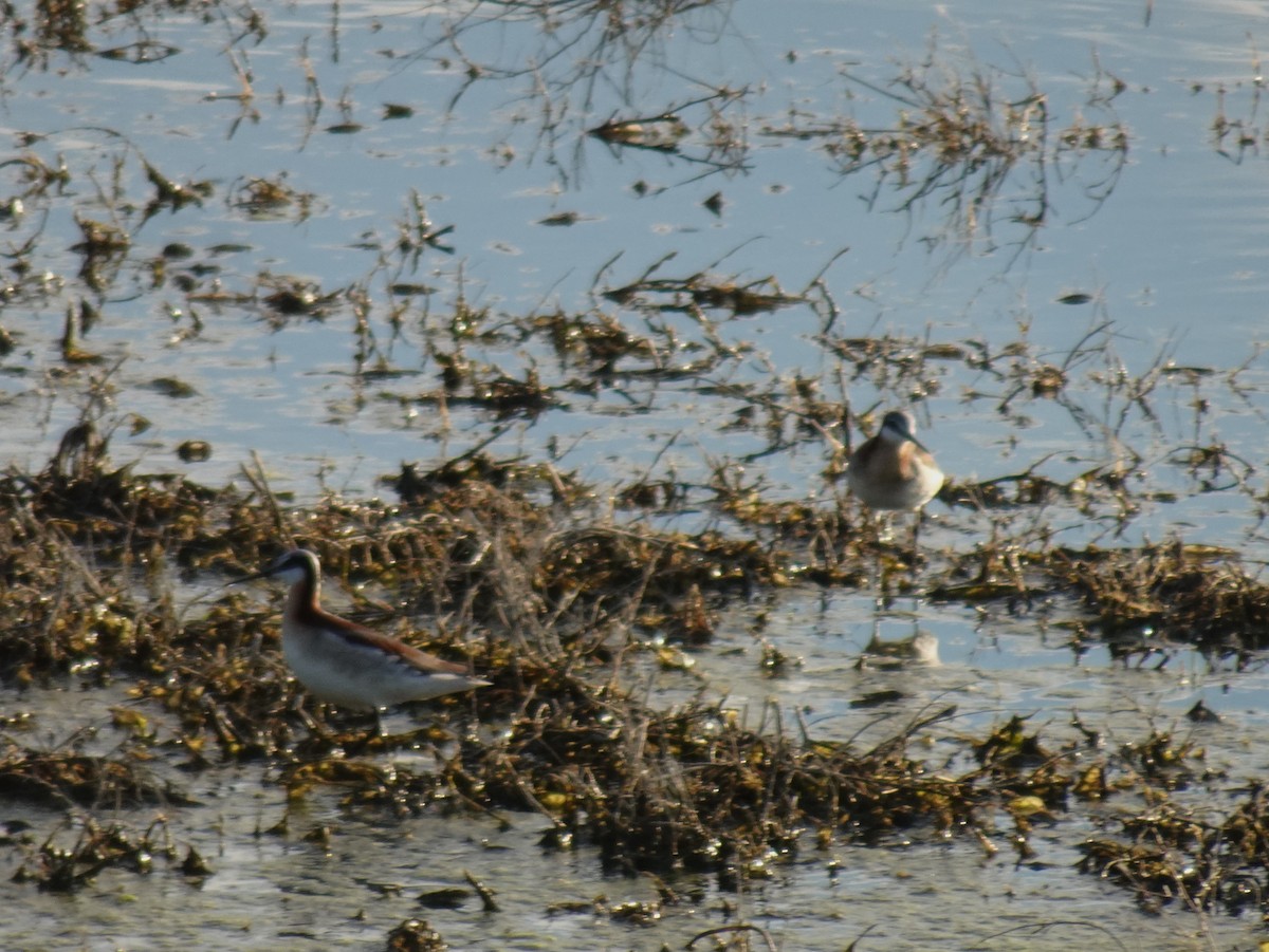 Wilson's Phalarope - ML620359528