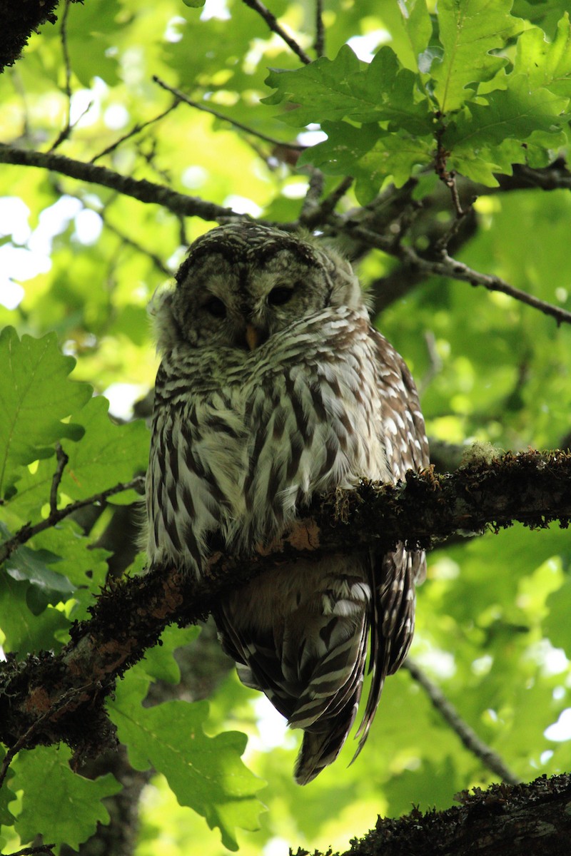 Barred Owl - ML620359529