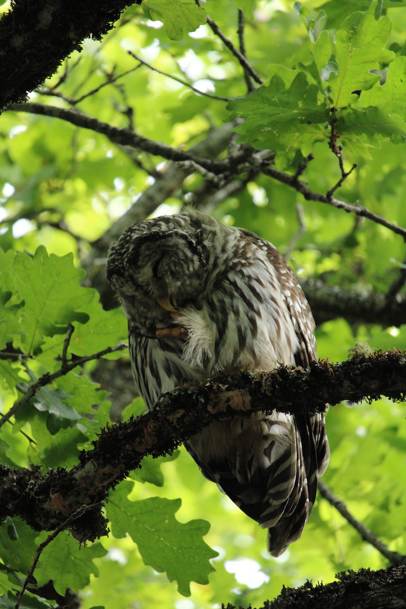 Barred Owl - ML620359530