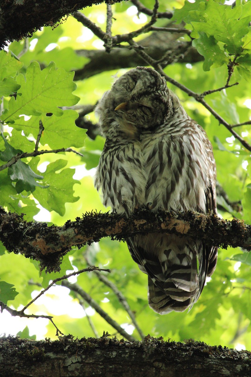 Barred Owl - ML620359531