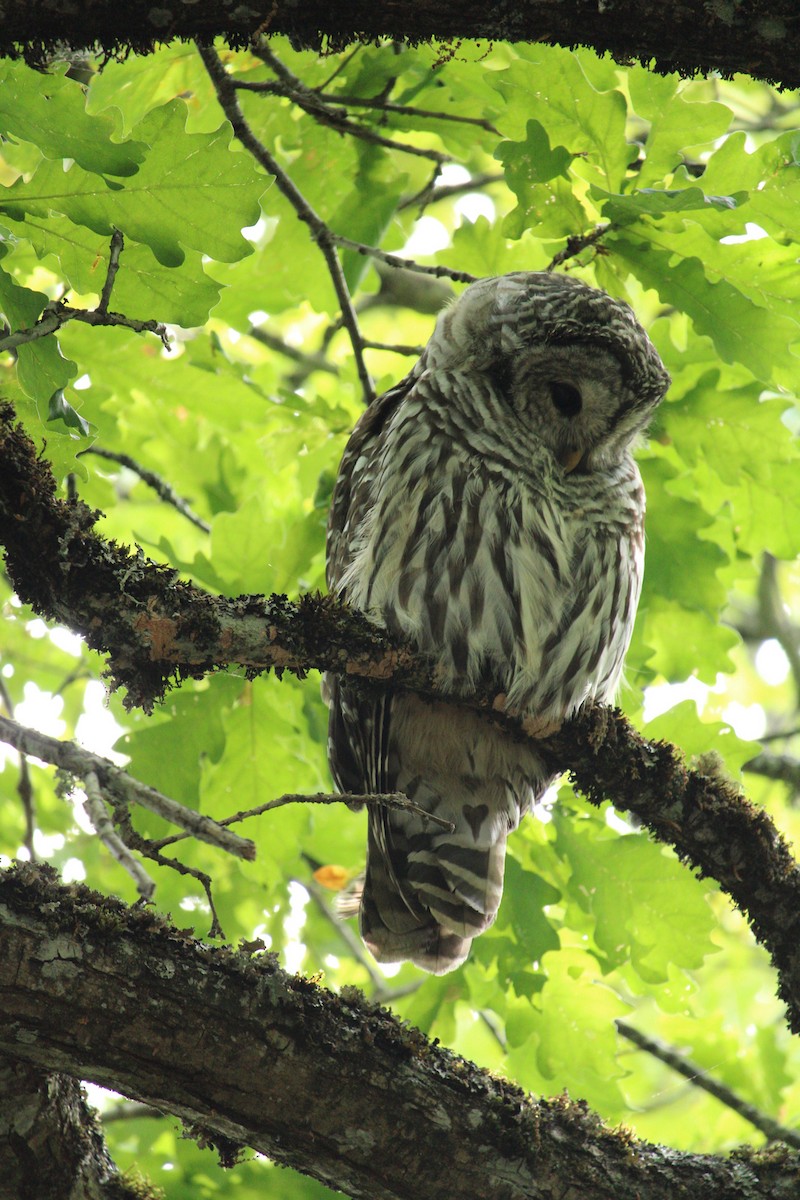 Barred Owl - ML620359532