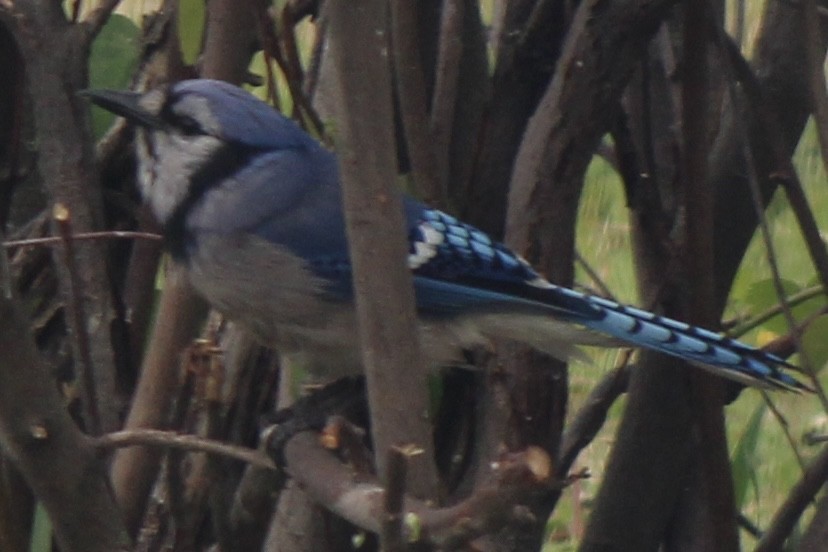 Blue Jay - ML620359539