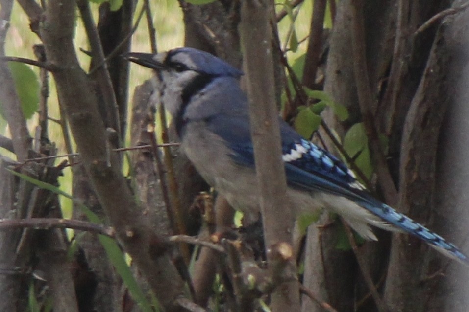 Blue Jay - ML620359540