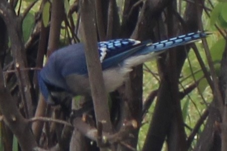 Blue Jay - ML620359542