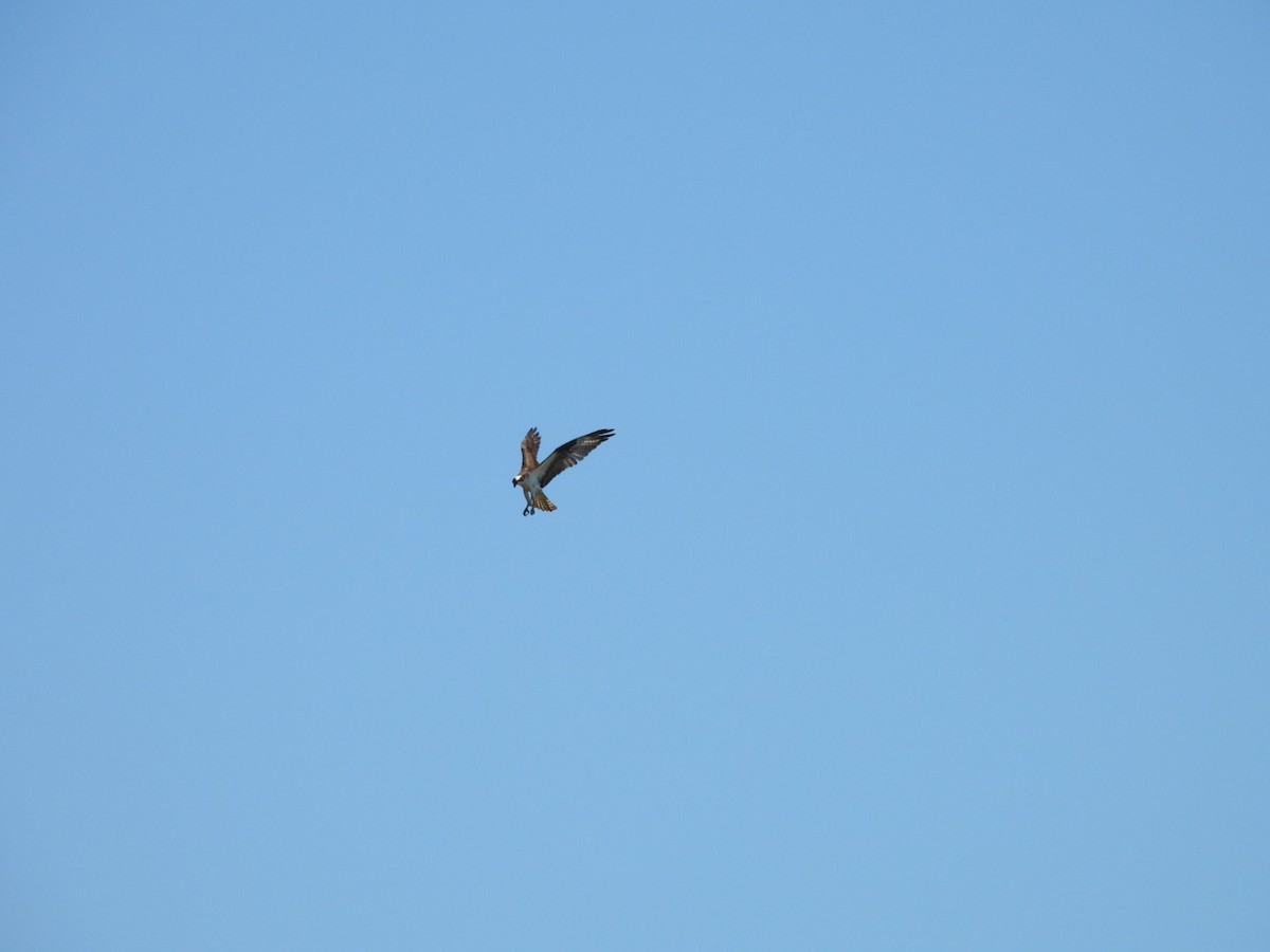 Osprey - Tucker Douglas