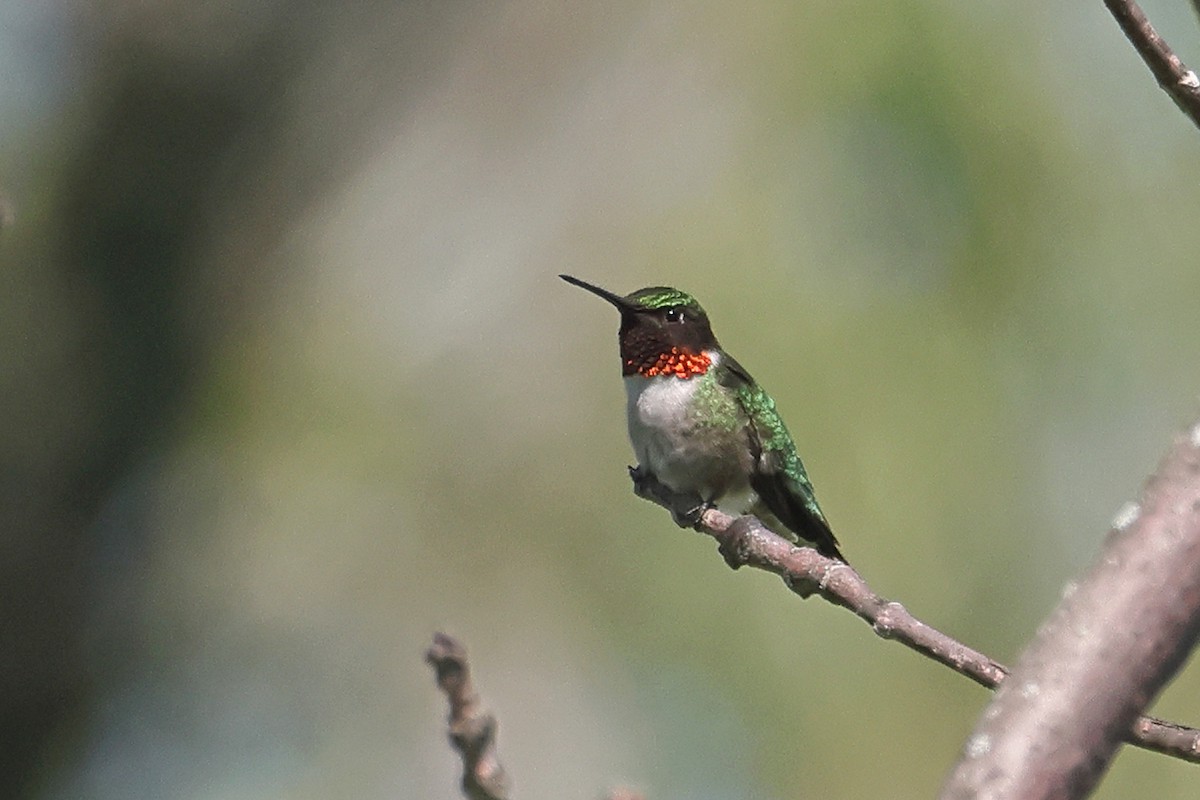 Ruby-throated Hummingbird - ML620359562