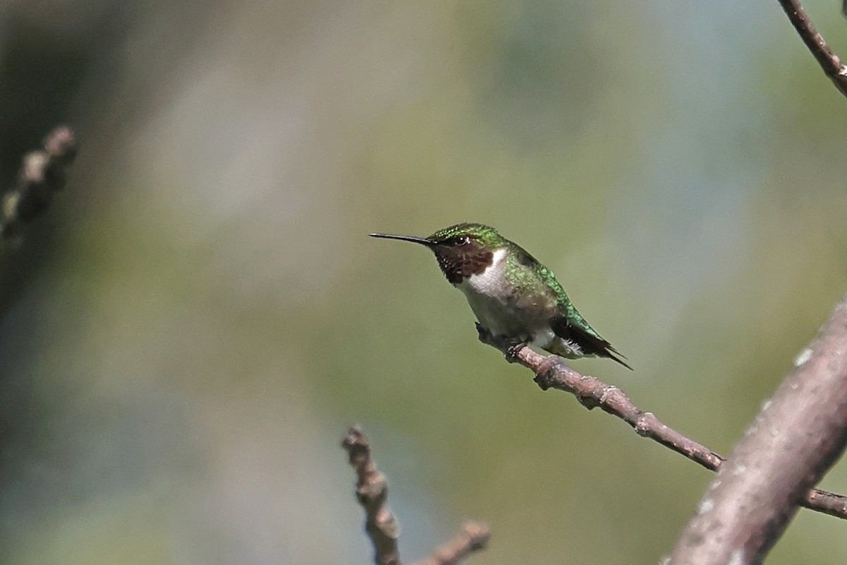 Ruby-throated Hummingbird - ML620359563