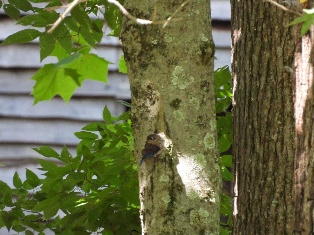 Eastern Bluebird - ML620359571