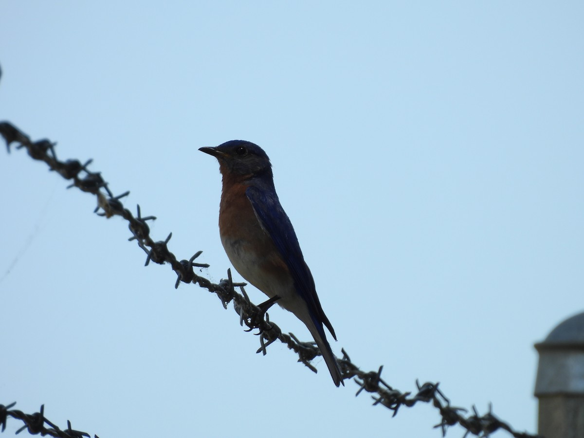 Eastern Bluebird - ML620359573