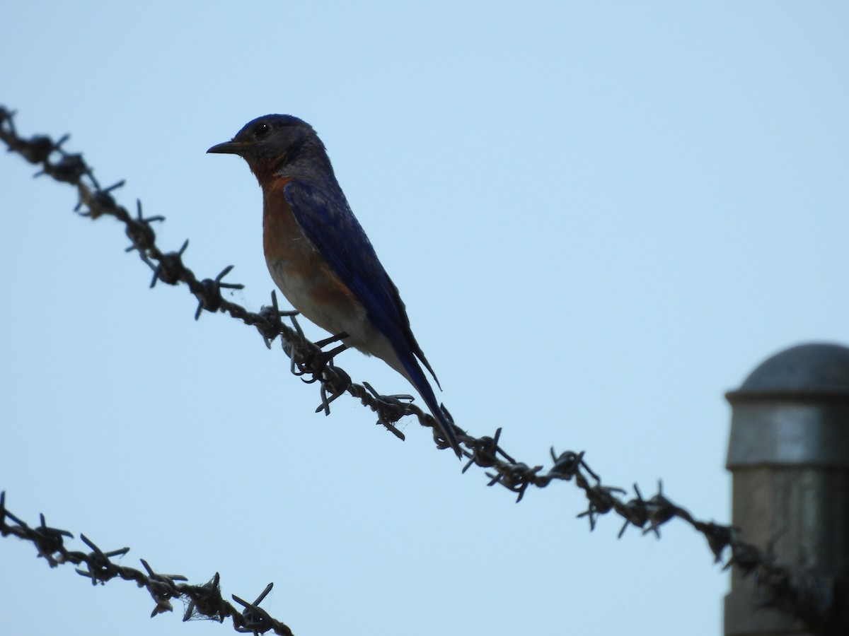 Eastern Bluebird - ML620359574