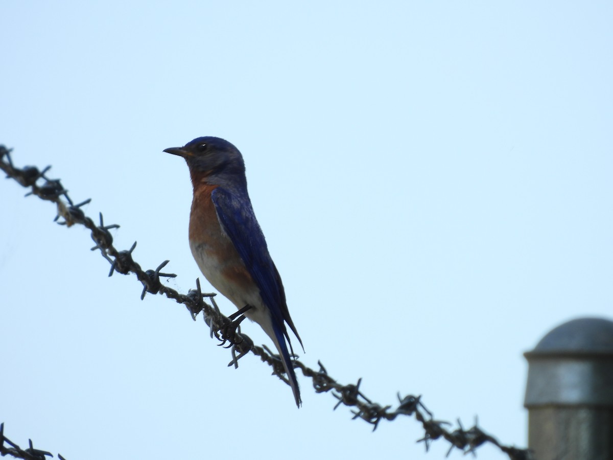 Eastern Bluebird - ML620359576