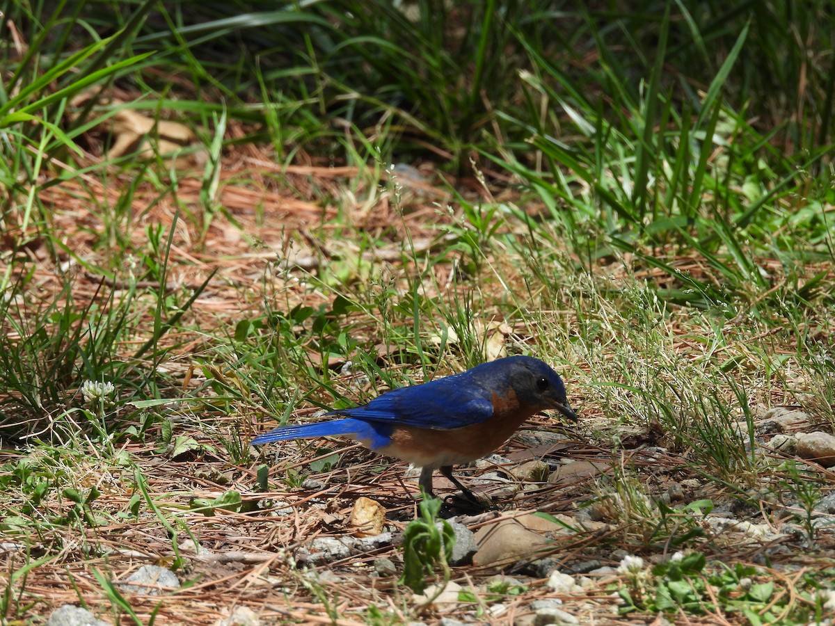 Eastern Bluebird - ML620359577