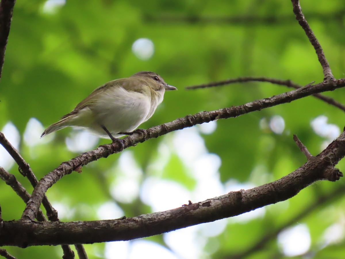 rødøyevireo - ML620359578